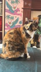 Lost Female Cat last seen Lumn’s Lane, Swinton, England M27 8SG