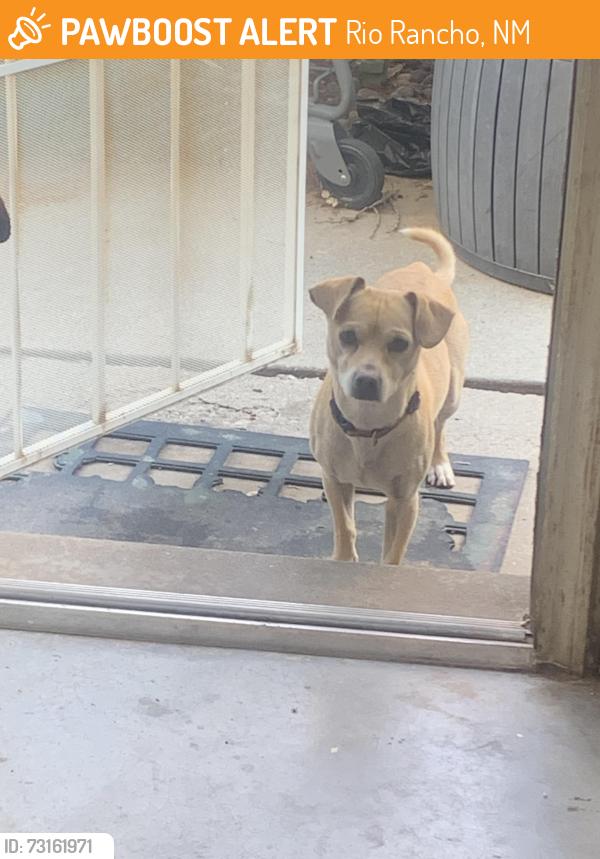 Found/Stray Male Dog last seen Near and Southern. Behind Bank of Albuquerque, Rio Rancho, NM 87124
