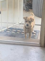 Found/Stray Male Dog last seen Near and Southern. Behind Bank of Albuquerque, Rio Rancho, NM 87124