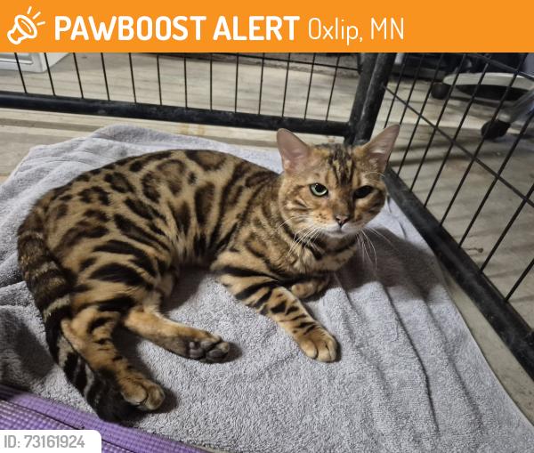 Found/Stray Male Cat last seen Near the oxlip church, Oxlip, MN 55040