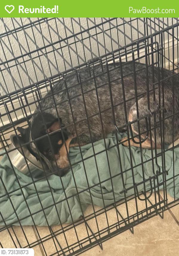 Reunited Male Dog last seen Getwell Rd and Quince Rd, Memphis, TN 38111