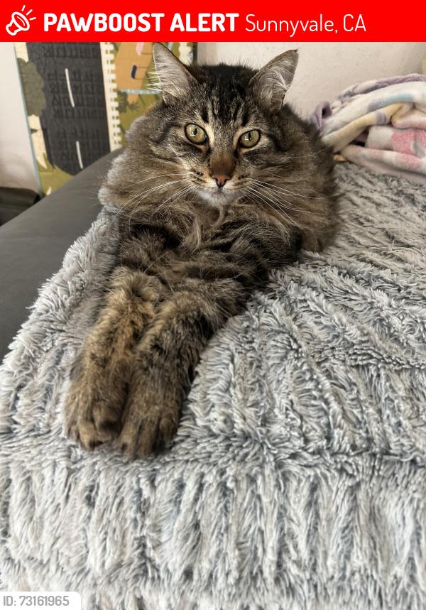 Lost Male Cat last seen Cypress & Kirk, Sunnyvale, CA 94085