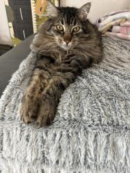 Lost Male Cat last seen Duane & Kirk, Sunnyvale, CA 94085