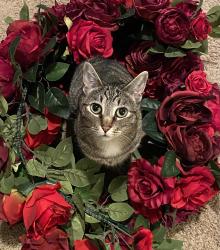 Lost Female Cat last seen Poplar and Bay Tree Drive, Gilroy, CA 95020