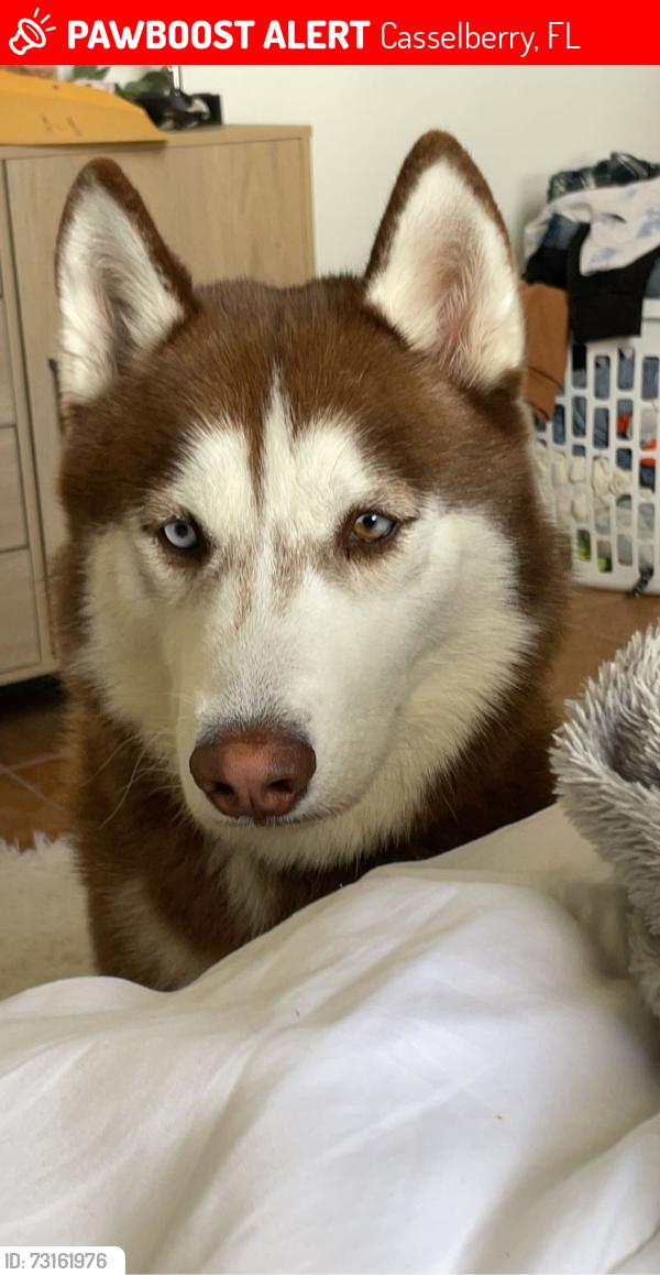 Lost Male Dog last seen Near Wisteria LN, Casselberry, FL, 32707, Casselberry, FL 32707