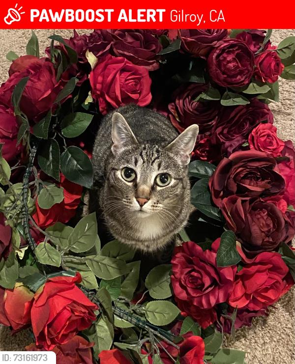 Lost Female Cat last seen Poplar and Bay Tree Drive, Gilroy, CA 95020