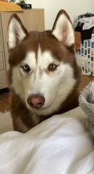 Lost Male Dog last seen Near Wisteria LN, Casselberry, FL, 32707, Casselberry, FL 32707