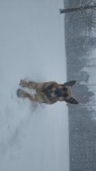 Lost Female Dog last seen Near fox bridge ln, Winterville, GA 30683
