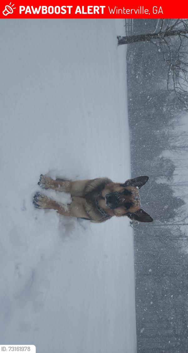Lost Female Dog last seen Near fox bridge ln, Winterville, GA 30683
