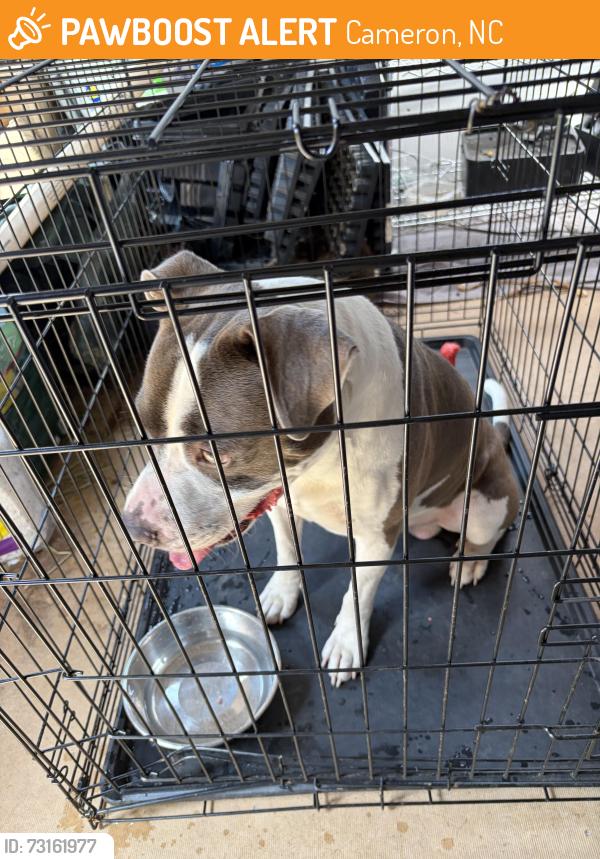 Found/Stray Male Dog last seen Read Road, Cameron, NC 28326