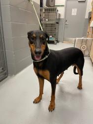 Shelter Stray Female Dog last seen Forest park, 8485 E Reno Ave, Midwest City, OK 73110, USA