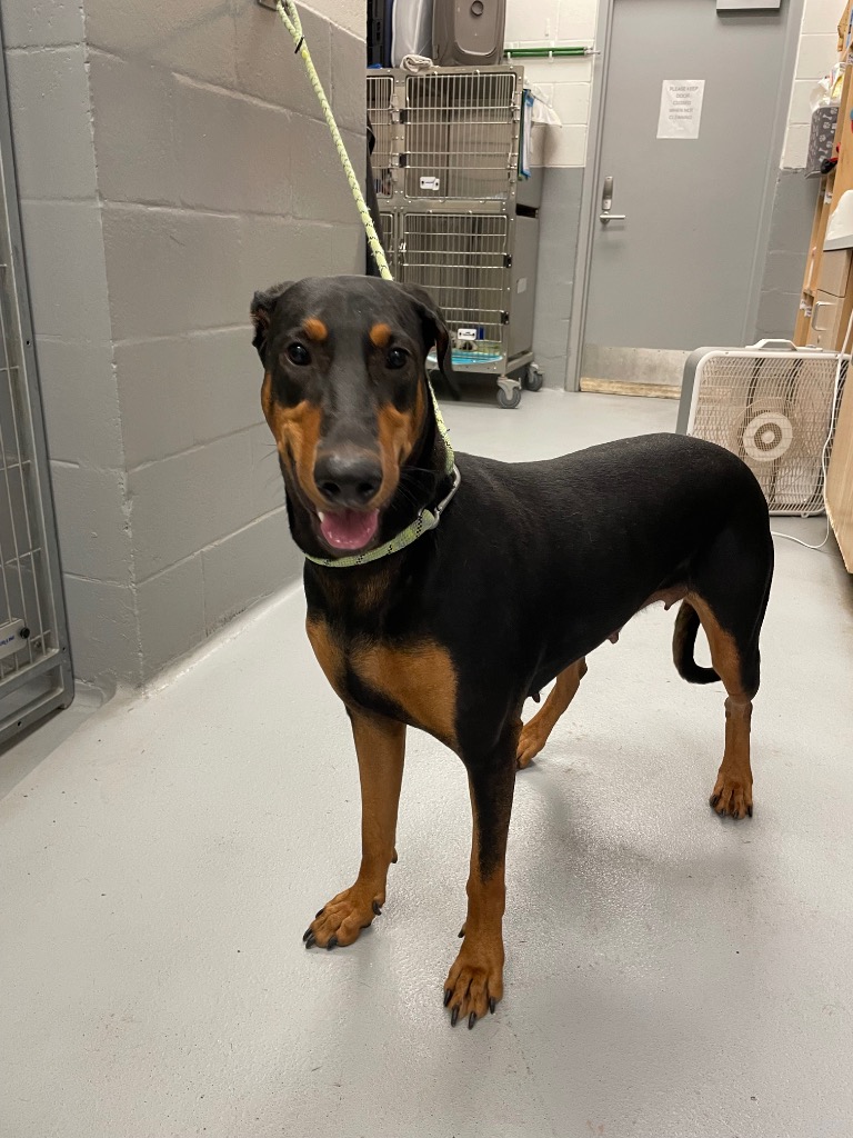 Shelter Stray Female Dog last seen Forest park, 8485 E Reno Ave, Midwest City, OK 73110, USA