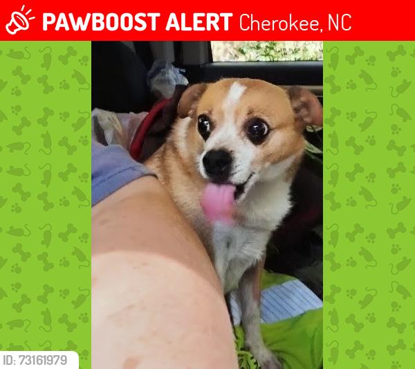 Lost Male Dog last seen Old sherrill cove road, Cherokee, NC 28719