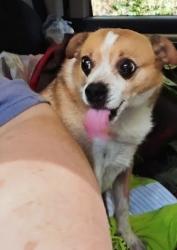 Lost Male Dog last seen Old sherrill cove road, Cherokee, NC 28719