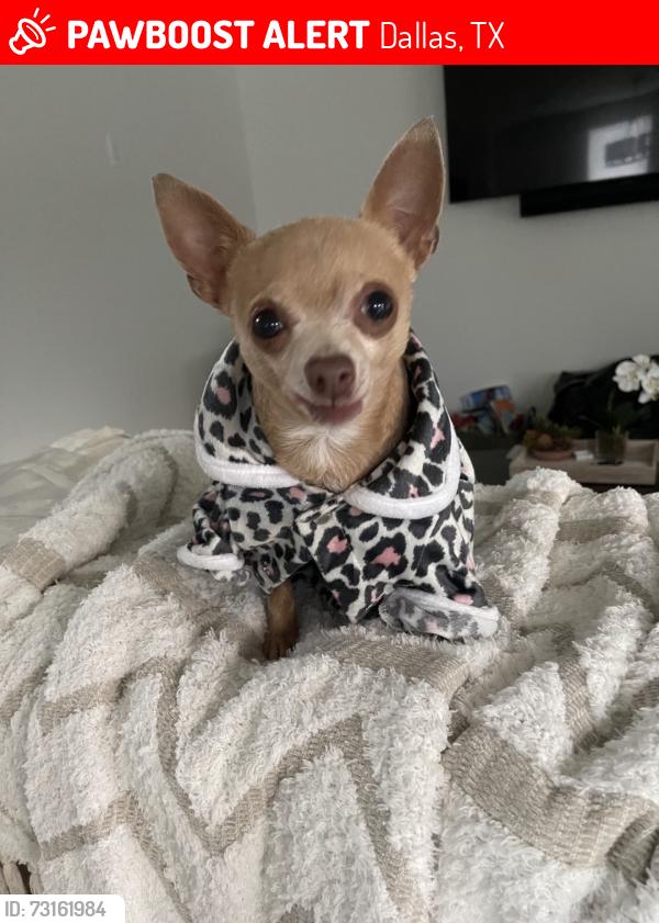 Lost Female Dog last seen N masters dr, Dallas, TX 75227