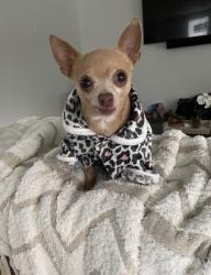 Lost Female Dog last seen N masters dr, Dallas, TX 75227
