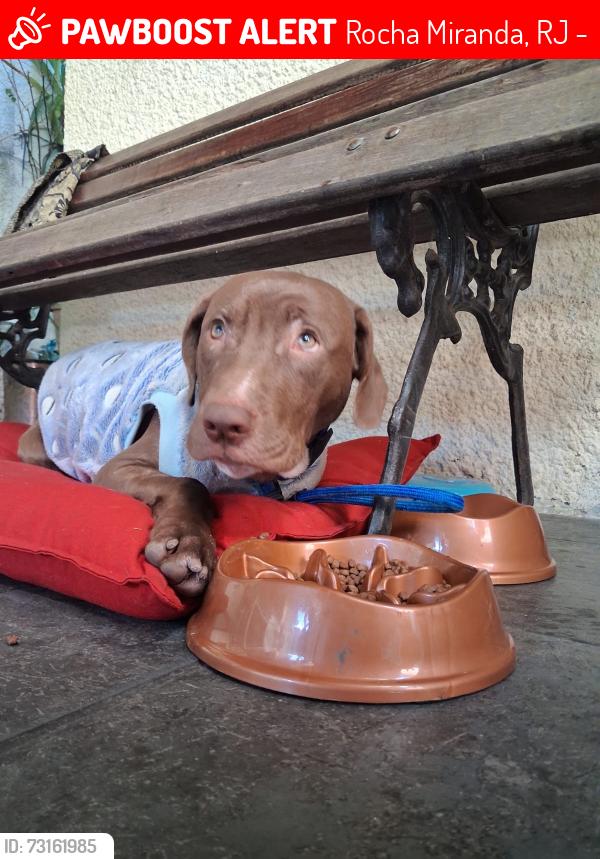 Lost Male Dog last seen Rua faia, Rocha Miranda, RJ 21545-110