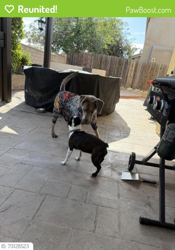 Reunited Male Dog last seen Rosena Ranch Rd, San Bernardino, CA 92407