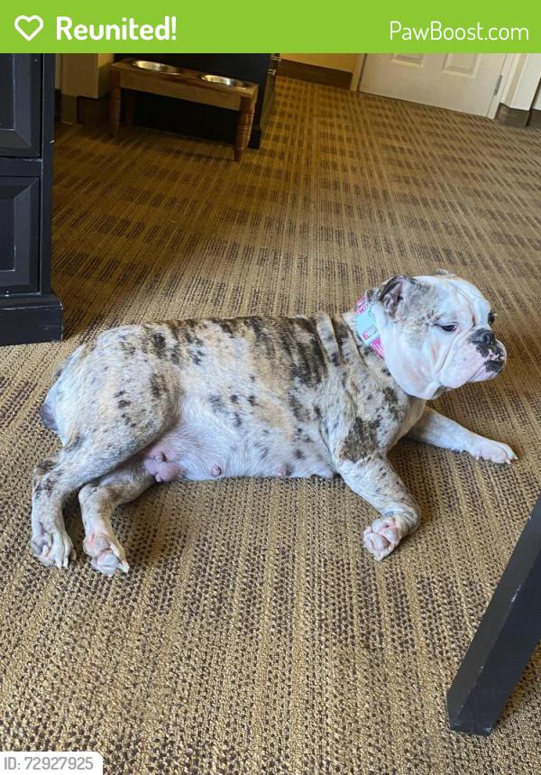 Reunited Female Dog last seen Seeley, Palm Bay, FL 32907