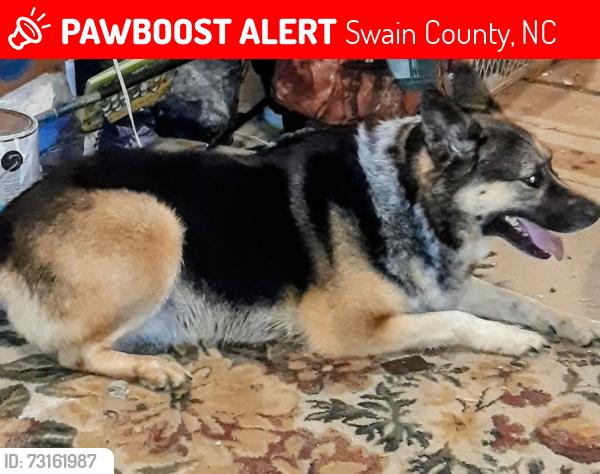 Lost Female Dog last seen Big cove rd, Swain County, NC 28719