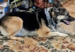 Lost Female Dog last seen Big cove rd, Swain County, NC 28719