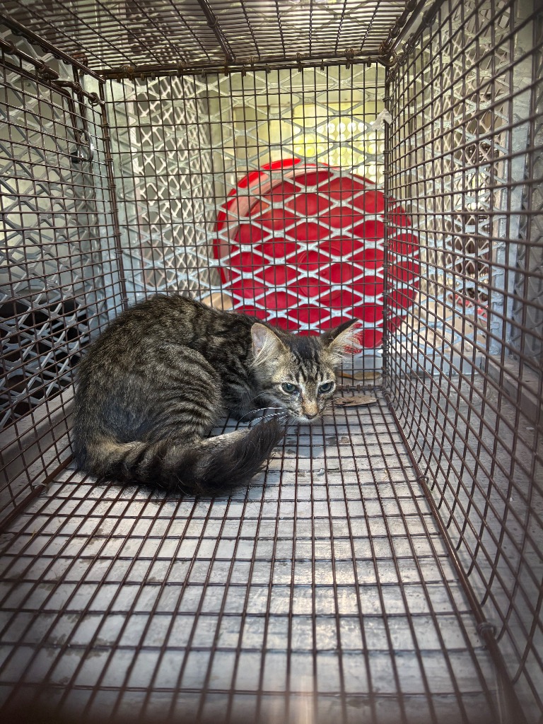 Shelter Stray Unknown Cat last seen Bexar County, 3353 Morningside Dr, New Braunfels, TX 78132, USA
