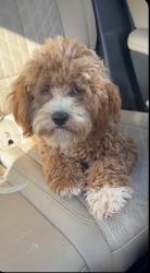 Lost Female Dog last seen Peacock Pointe opposite Madison Grove, Thomasville, GA 31757