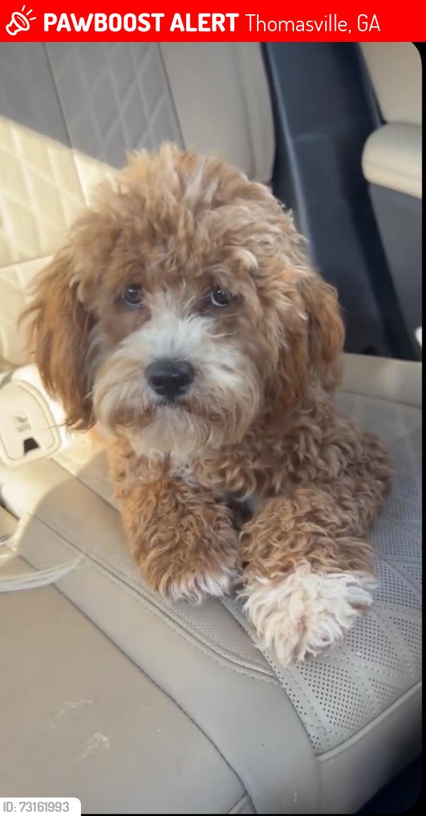 Lost Female Dog last seen Peacock Pointe opposite Madison Grove, Thomasville, GA 31757