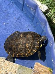 Lost Male Other last seen Stonelick ct, Hilliard, OH 43026