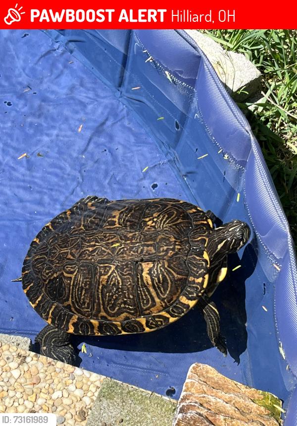 Lost Male Other last seen Stonelick ct, Hilliard, OH 43026