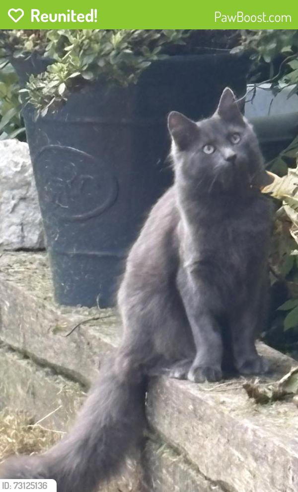 Reunited Female Cat last seen deans close, tubwell road, larkins lane, Wexham Street, England 