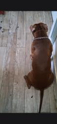 Lost Male Dog last seen E95, Brooklyn, NY 11203