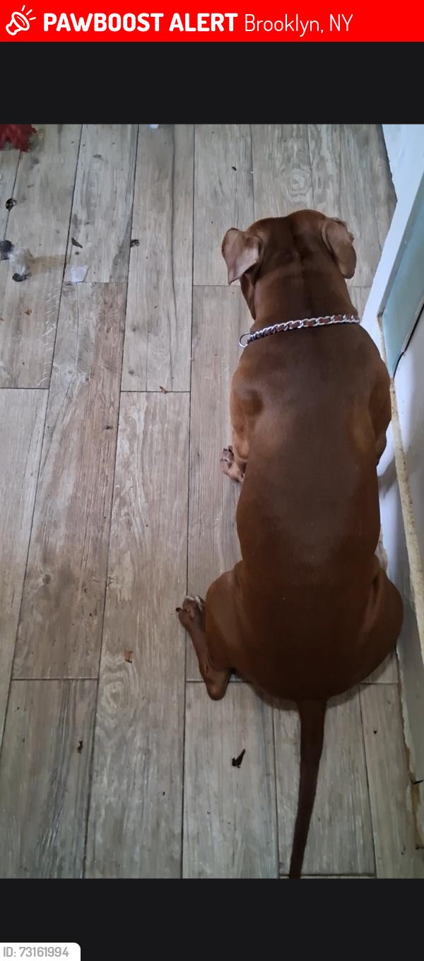 Lost Male Dog last seen E95, Brooklyn, NY 11203