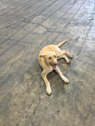 Found/Stray Male Dog last seen Off of Galveston road known as highway 3, Houston, TX 77017