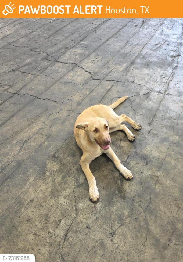 Found/Stray Male Dog last seen Off of Galveston road known as highway 3, Houston, TX 77017