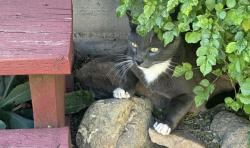 Lost Male Cat last seen Cupertino Drive, San Mateo, CA 94403