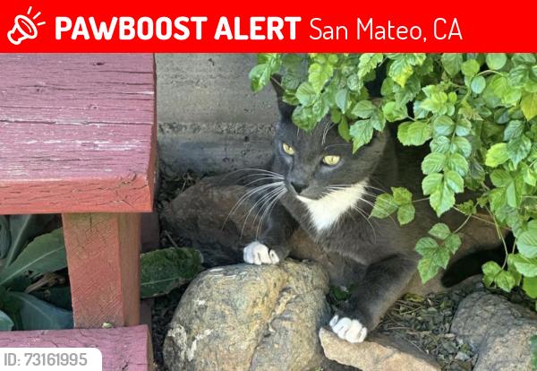 Lost Male Cat last seen Cupertino Drive, San Mateo, CA 94403