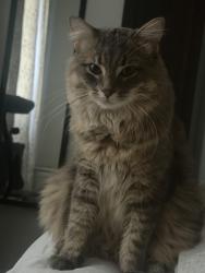 Lost Male Cat last seen Homelands, Mississauga, ON L5K 1H3