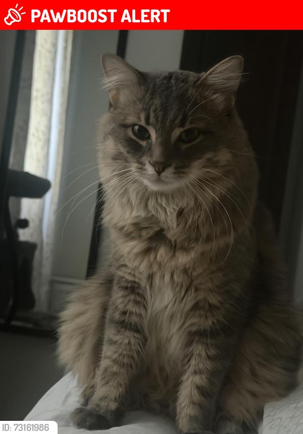 Lost Male Cat last seen Homelands, Mississauga, ON L5K 1H3