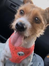 Lost Female Dog last seen Bear valley, Apple Valley, CA 92308