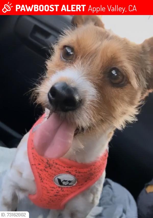 Lost Female Dog last seen Bear valley, Apple Valley, CA 92308