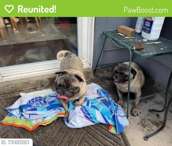 Reunited Unknown Dog last seen Newsome Road, Mesquite, TX 75149