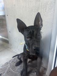 Found/Stray Male Dog last seen Starbucks, Palm Beach, FL 33480