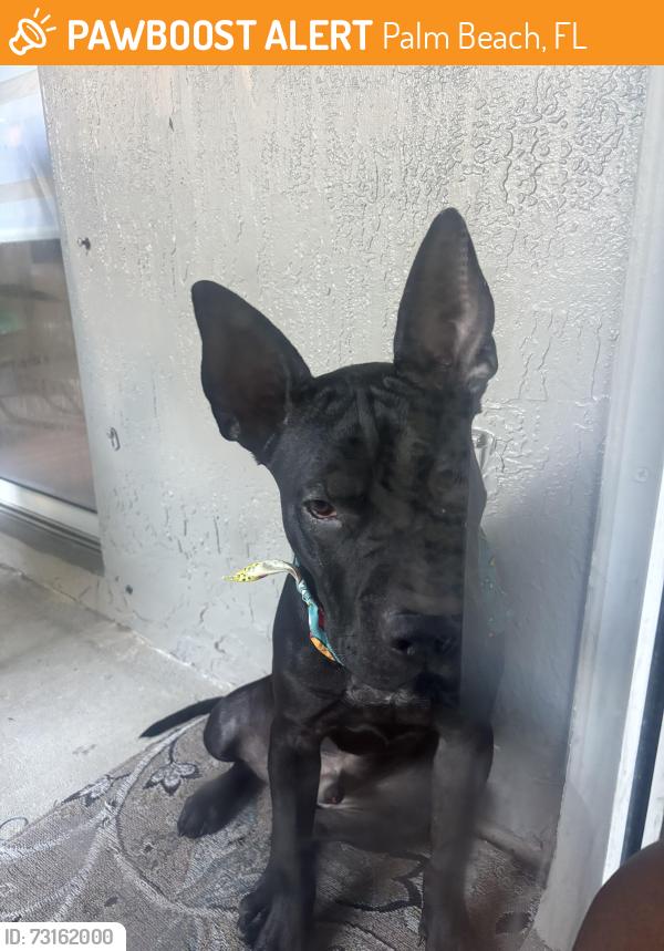 Found/Stray Male Dog last seen Starbucks, Palm Beach, FL 33480