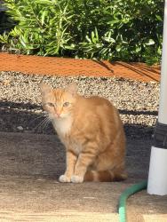 Found/Stray Unknown Cat last seen Avalon, Eugene, OR 97402