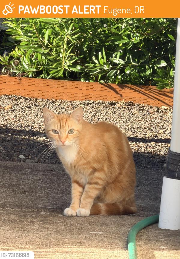 Found/Stray Unknown Cat last seen Avalon, Eugene, OR 97402