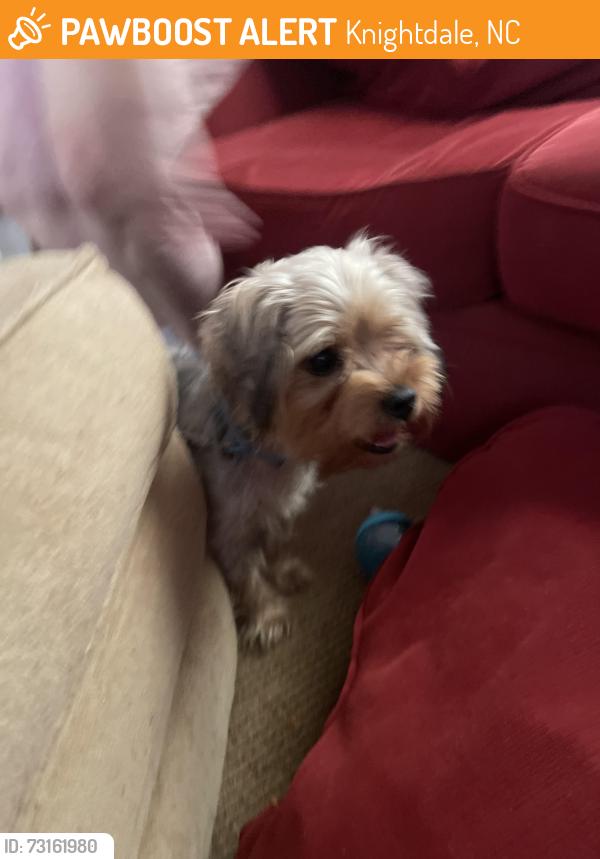 Found/Stray Male Dog last seen Old Faison and Pleasant Colony, Churchill, Knightdale, NC 27545