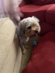 Found/Stray Male Dog last seen Old Faison and Pleasant Colony, Churchill, Knightdale, NC 27545