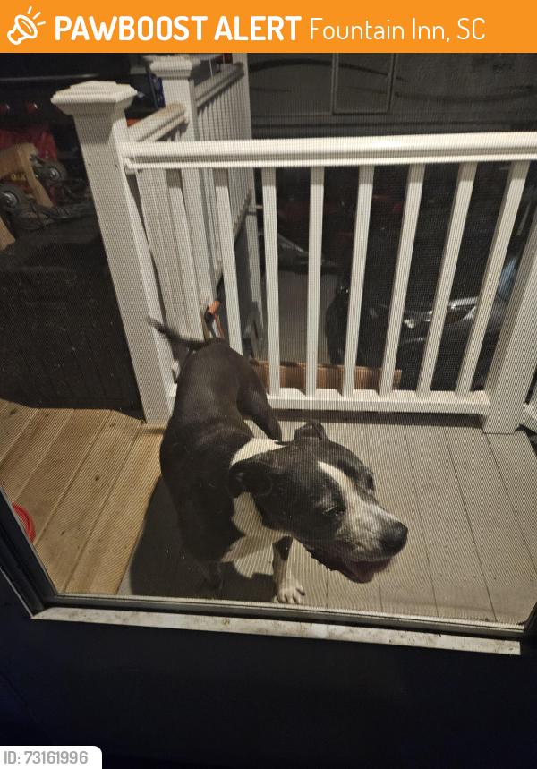 Found/Stray Male Dog last seen Willis rd, fountain inn, Fountain Inn, SC 29644