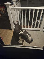 Found/Stray Male Dog last seen Willis rd, fountain inn, Fountain Inn, SC 29644